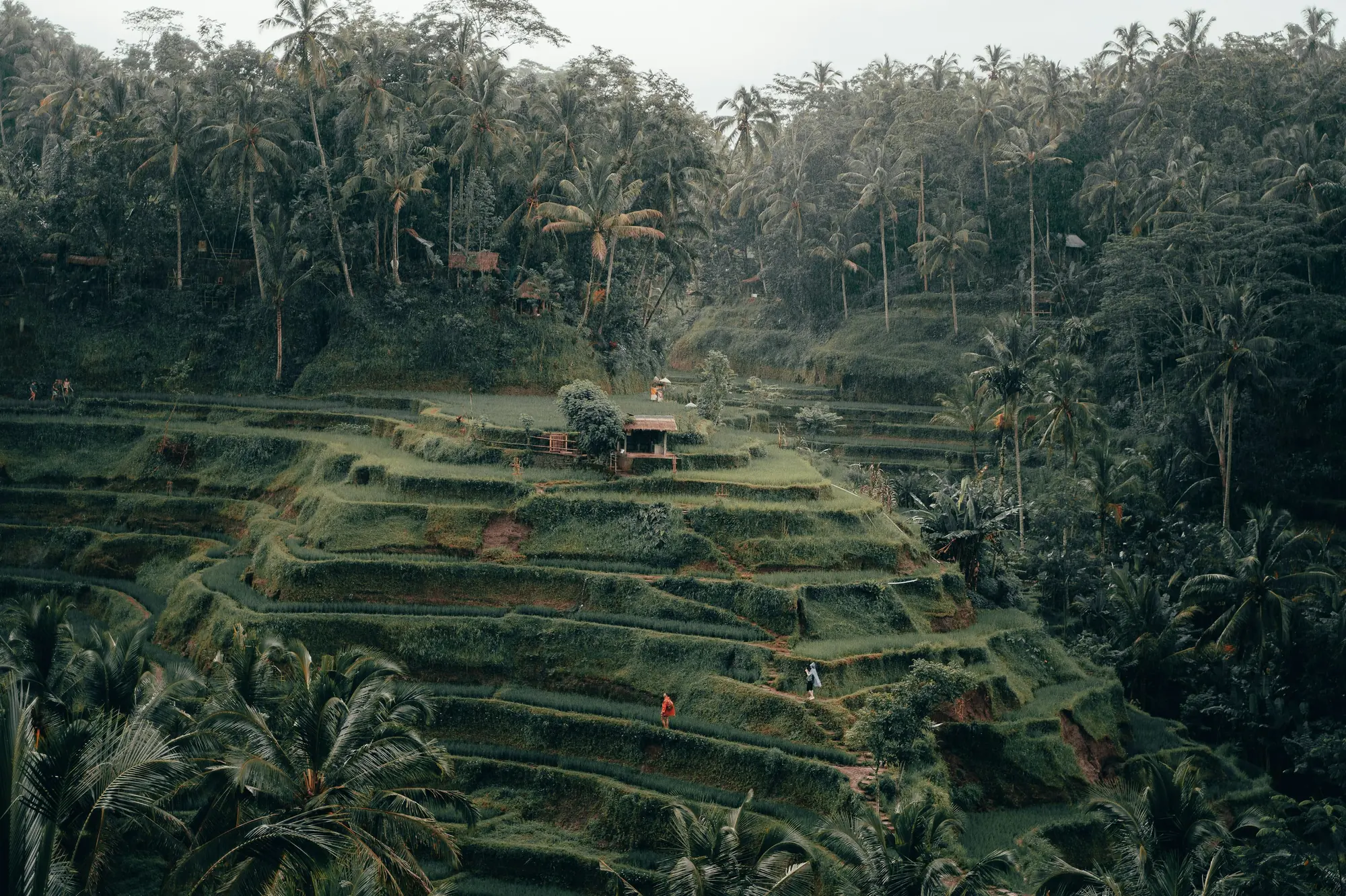 Tegalalang rice terrace stop on a private Bali journey.